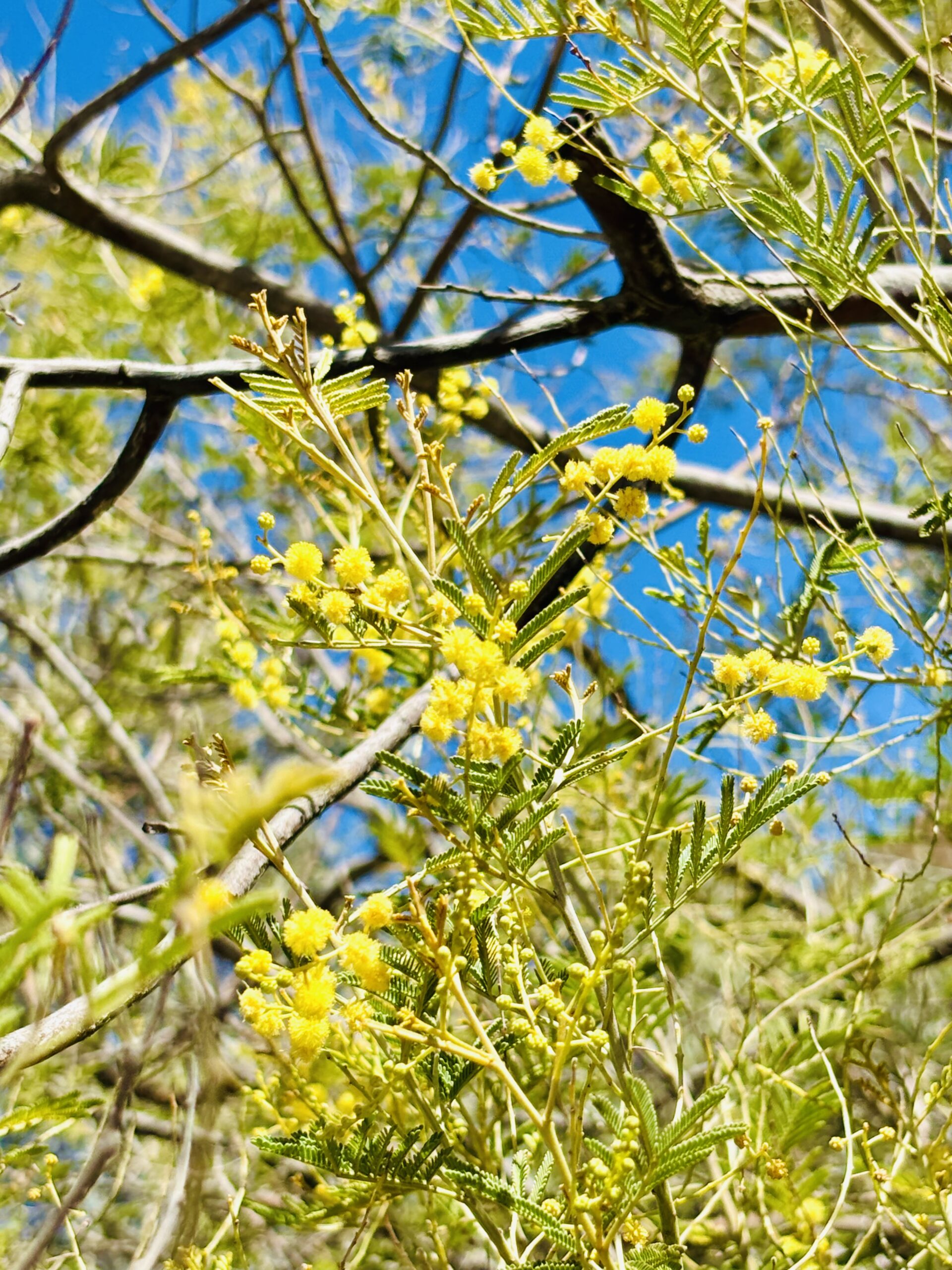 The villa img 2882 2