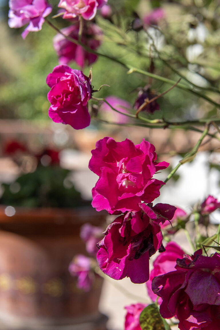 flowers 04