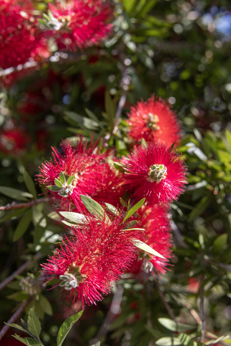 flowers 14