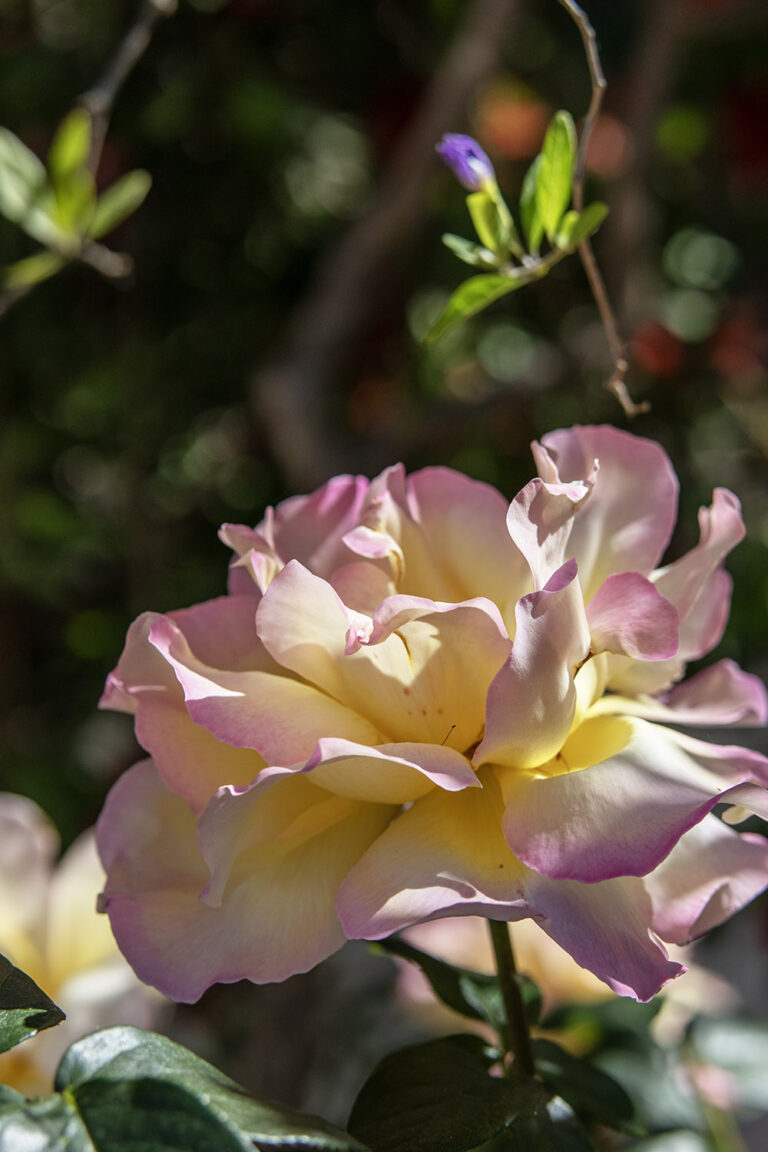 flowers 15
