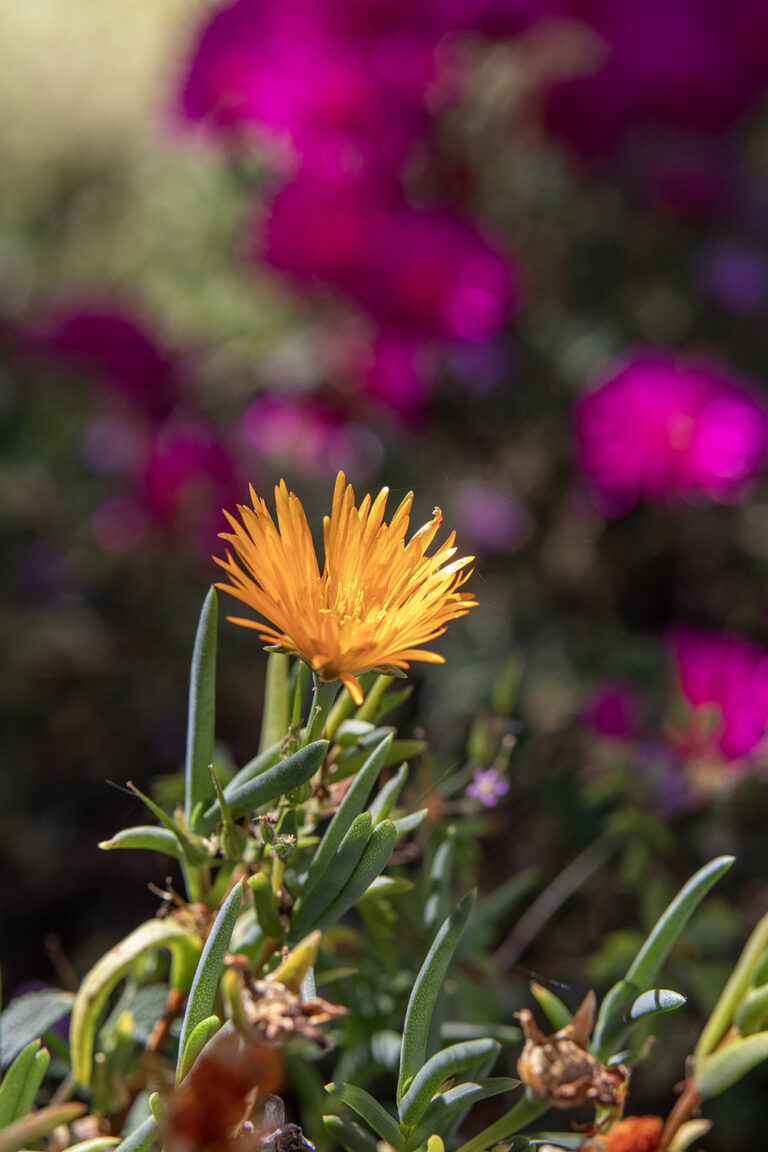 flowers 18