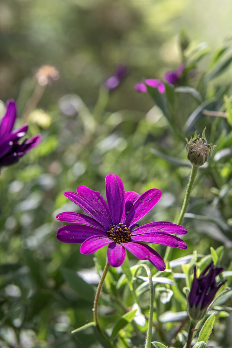 flowers 20