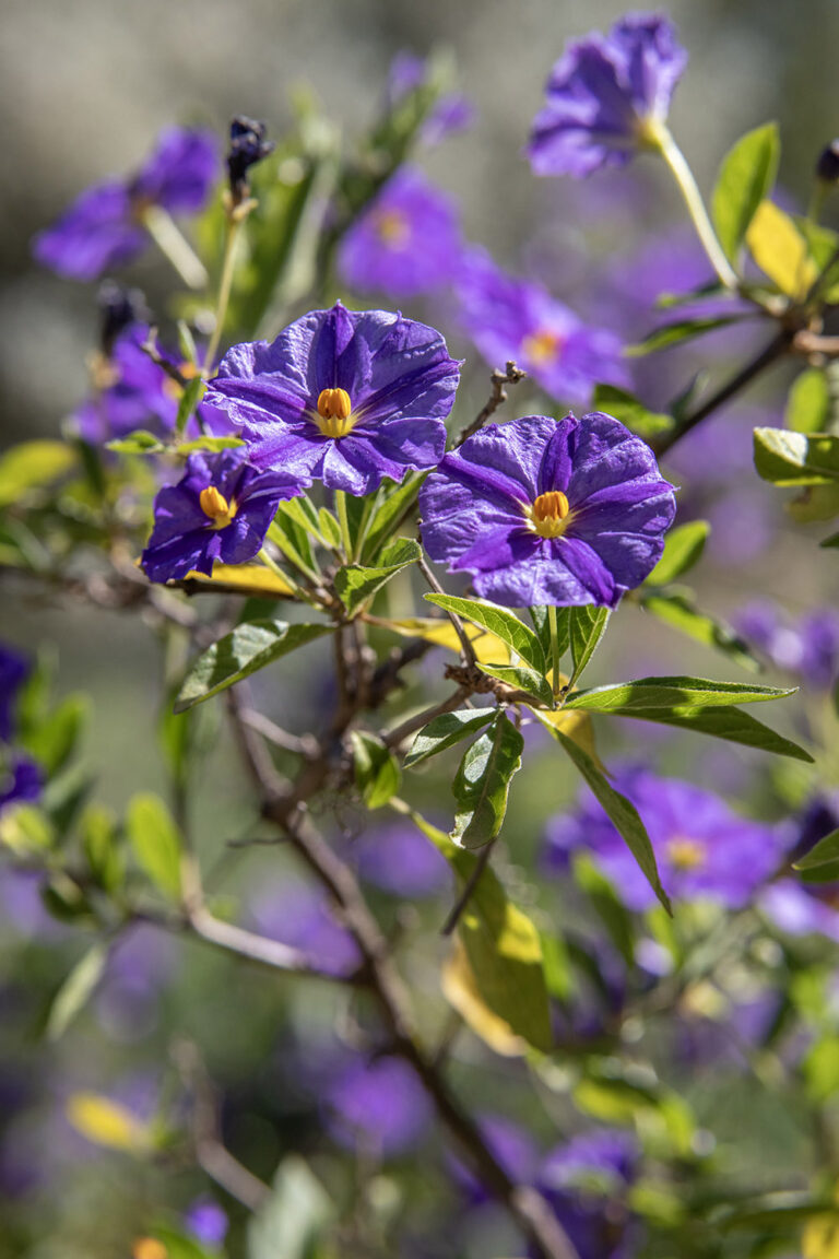 flowers 23