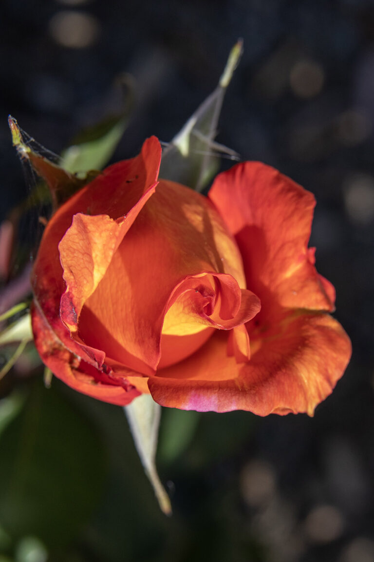 flowers 27
