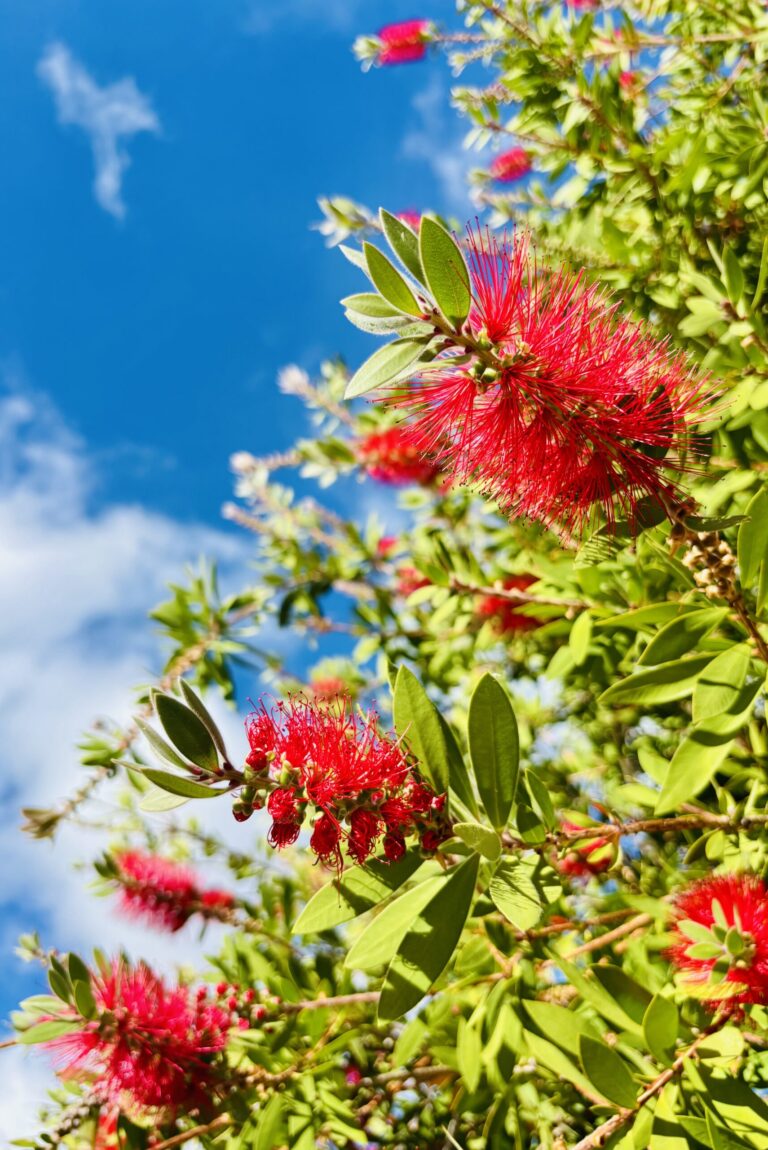 flowers 34