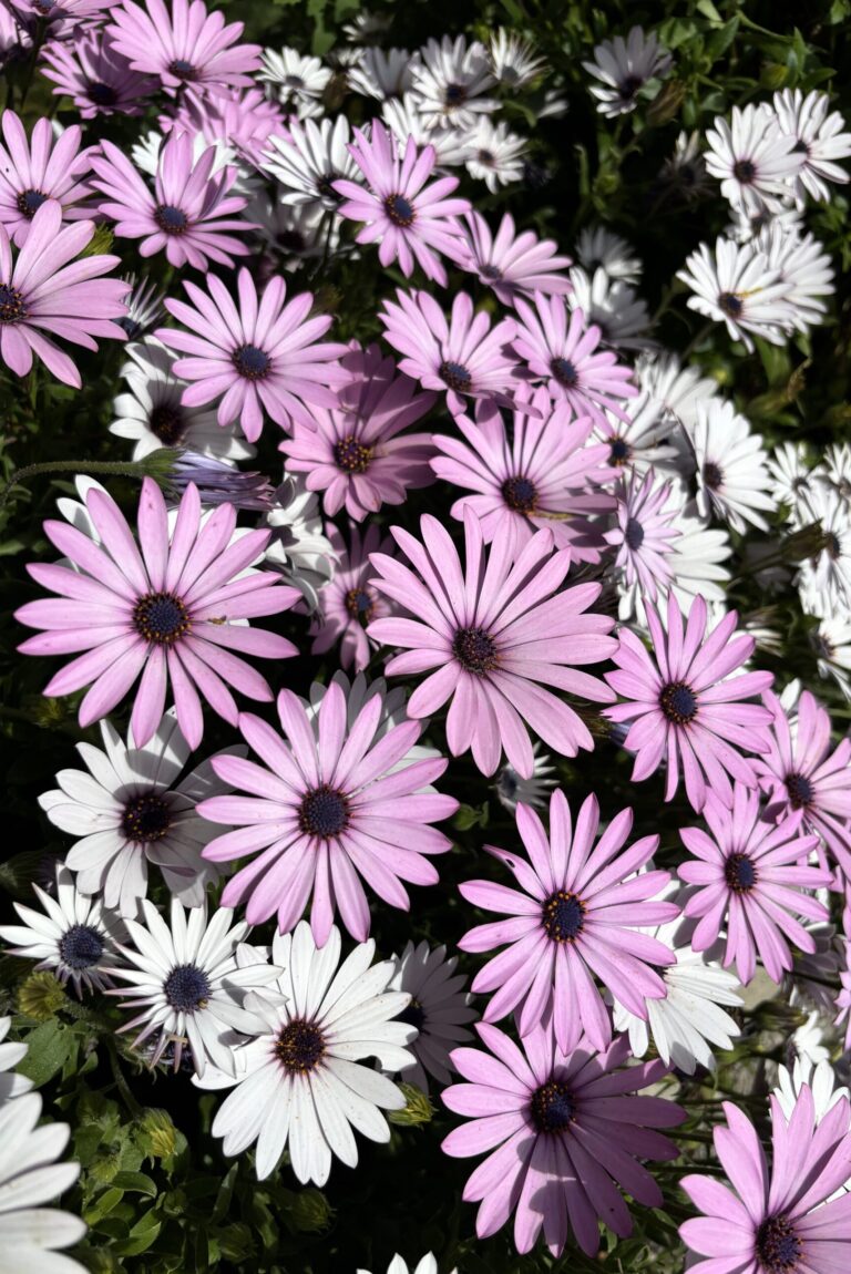 flowers 42