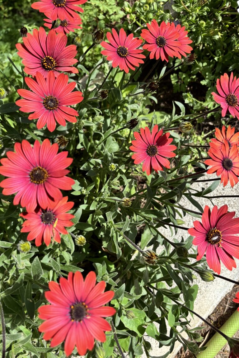 flowers 43
