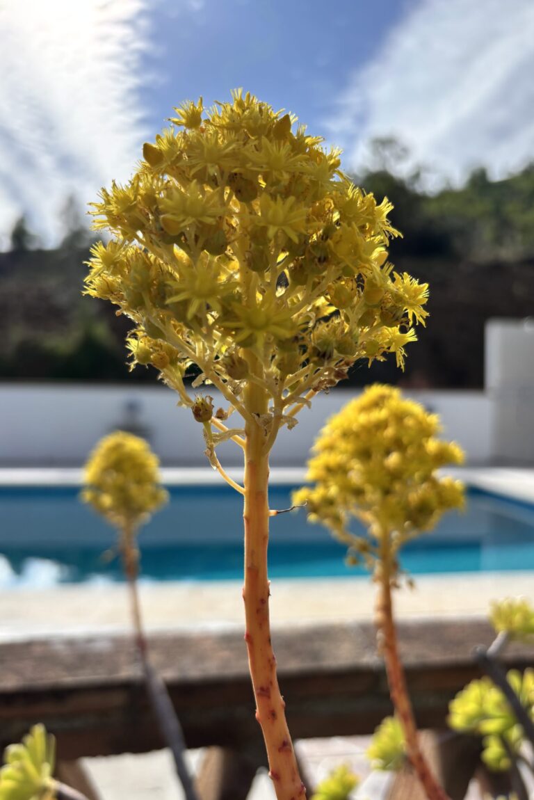 flowers 44